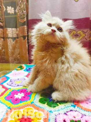 Persian male kitten